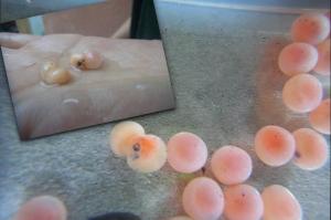 鮭の卵の観察日記�