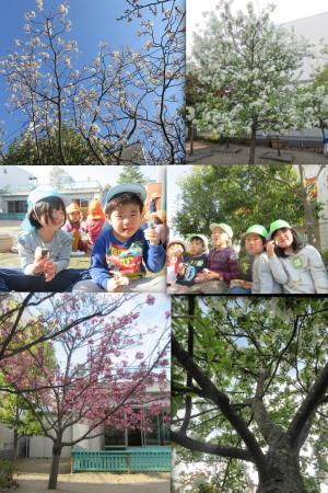 
『日本の四季、春』
