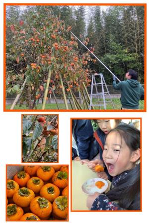 2025ǯݥåο꿩ءطϤȳ