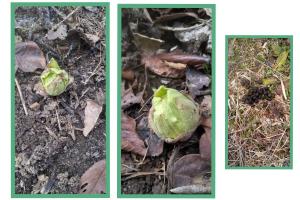 2026ǯ��������ݥå���ο����դ�ޤ��������