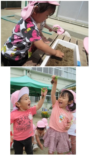 虹組（２歳児）ラディッシュ収穫